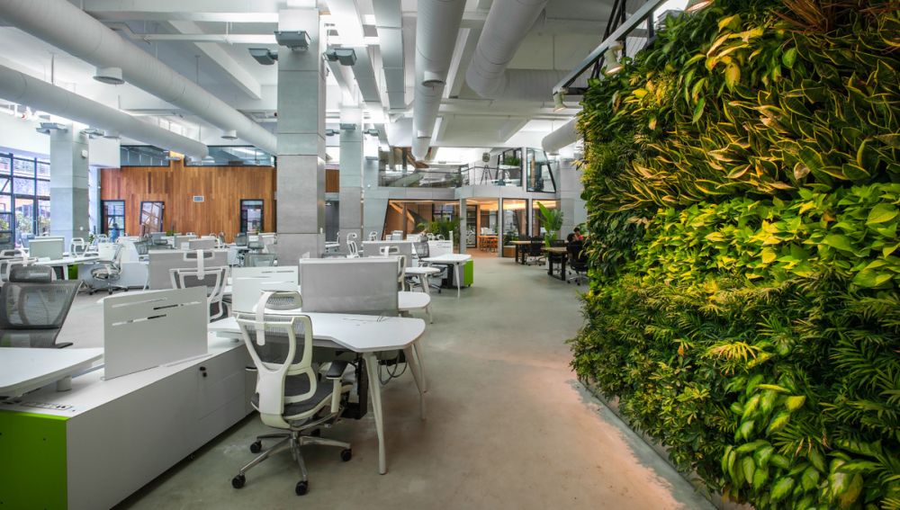 Az irodával jár a zöld – növények a munkahelyen 